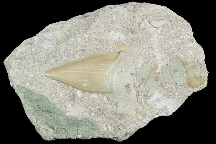 Otodus Shark Tooth Fossil In Rock - Eocene #87031
